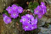 02 Primula irsuta (Primula hirsuta)